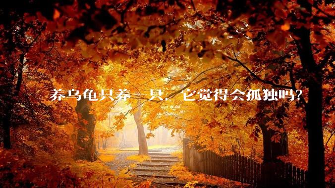 养乌龟只养一只，它觉得会孤独吗？